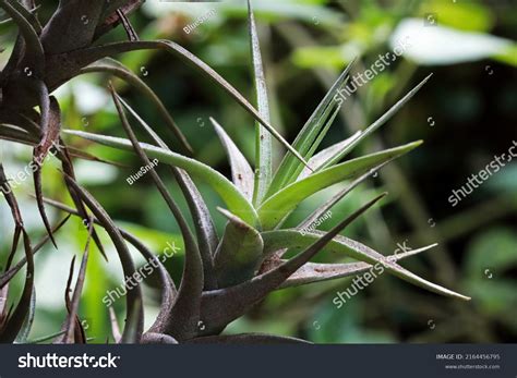 Epiphyte Leaf Cluster Hosting Mature Tree Stock Photo 2164456795