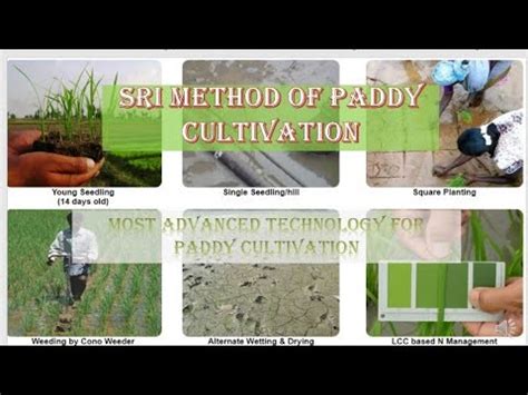 Sri Method Of Paddy Cultivation Most Advanced Technology For Paddy