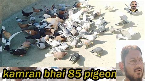 Kamran Bhai Pigeon K Fighting Gola Kabutar New Kabuter Vip