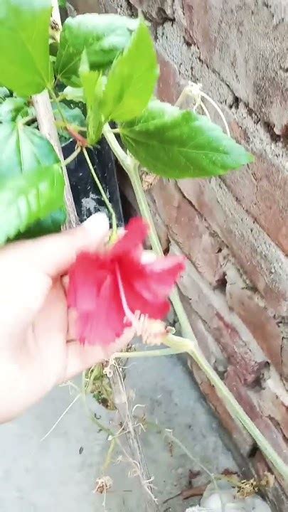 আমার গাছের লাল জবা ফুল 🌸pujaminigarden Sortvideo Flowers Youtube