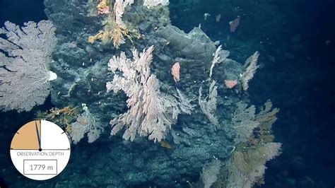 Colorful Coral Gardens And Sponges On Solide Seamount Nautilus Live