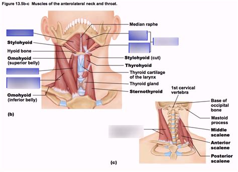 Phyl L Muscles Of The Anterolateral Neck And Throat Diagram Quizlet