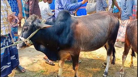 আজ ৯মার্চ২৩। কুরবানির টার্গেট দেশি জাতের ষাঁড় গরুর দাম। কারেন্ট হাট