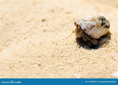 Hermit Crab On White Sand Royalty Free Stock Images Image 11593259