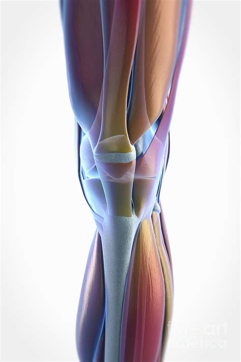 Muscles Of The Knee Photograph by Science Picture Co