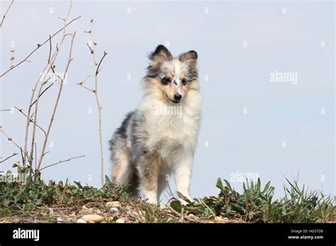 Dog Shetland Sheepdog Sheltie Puppy Blue Merle Standing Stock Photo