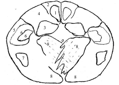 Caudal Medulla Level Of The Pyramidal Decussation Diagram Quizlet