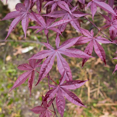 Acer Palmatum Wolff ~ Emperor I® Japanese Maple King S Sunset Nursery