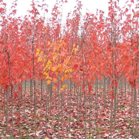 Hot Wings Maple L H Tree Nurseries