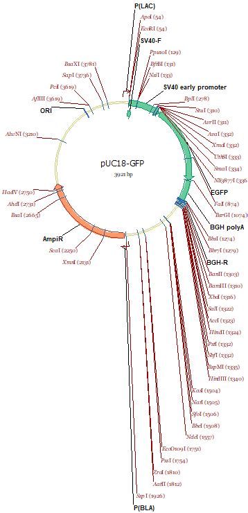puc  vector notes