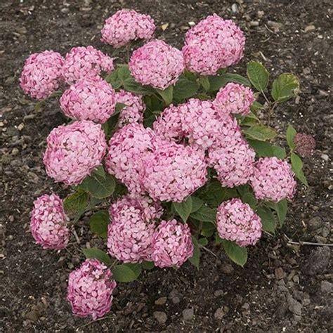 Hydrangea Arborescens Ruby Annabelle Hortensia Plantbezorgd