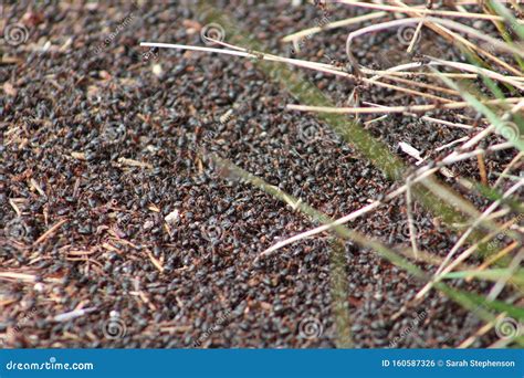 Ants on the Floor of a Woodland Stock Photo - Image of foreground ...