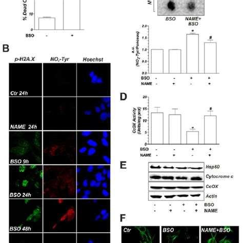 GSH Depletion Causes Cell Proliferation Arrest In SH SY5Y Cells Cells