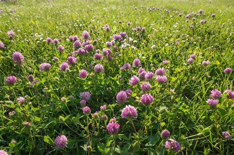 Clover Microgreens The Hidden Health Benefits