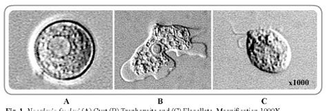 Naegleria Fowleri Cyst