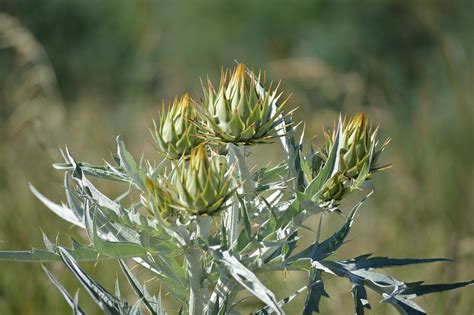 Thistle Bunga Liar Tanaman Foto Gratis Di Pixabay Pixabay