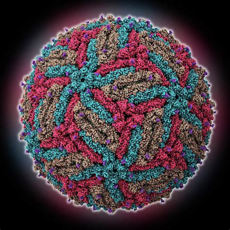 Zika Virus Capsid 1 By Laguna Design Science Photo Library