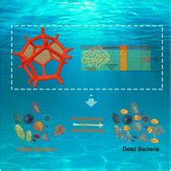 Biomimetic Porous Cellular Foam With Space Thermal Domains For