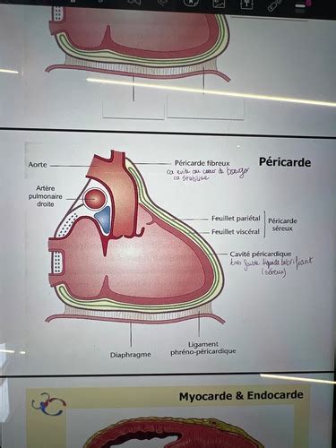 Syst Me Cardio Vasculaire Flashcards Quizlet