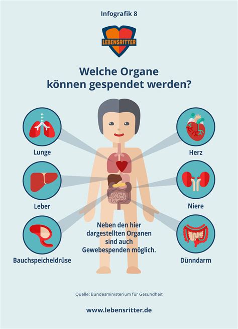 Infografik Welche Organe K Nnen Gespendet Werden Lebensritter