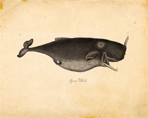 Vintage Sperm Whale On Antique Paper Print X P Etsy