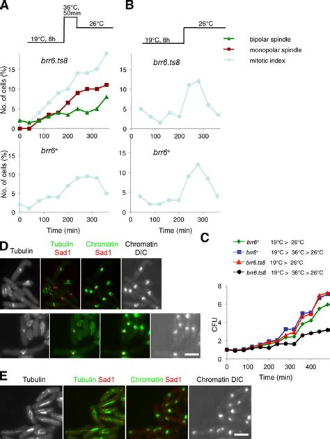 Anaphasemitotic Exit Brr6 Regulates Nuclear Integrity And Spindle