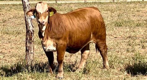 Beefmaster Braford Brahman More J J Cattle Co