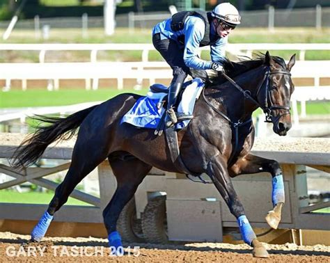 Cozmic One Zenyatta Horse Thoroughbred Horse Racing Horses