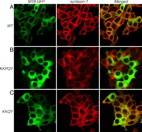 Rescue Of Syntaxin Localization In Munc Dkd D Clones Upon