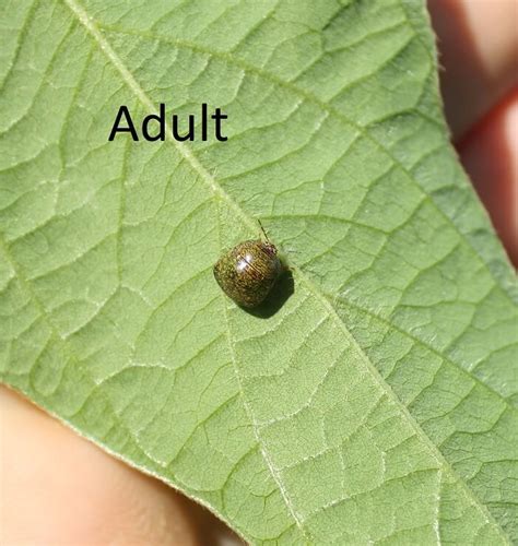 Kudzu Bug Ut Crops Disease Field Guide