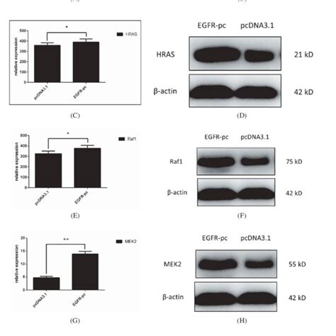 EGFR gene expression in tissue and granulosa cells from different ...