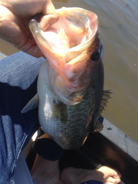 Fishing will improve at lake catherine after the restocking 10