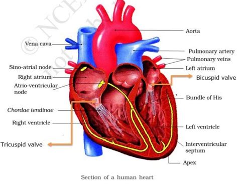 Circulatory System And Double Circulation Samundragyaan Education