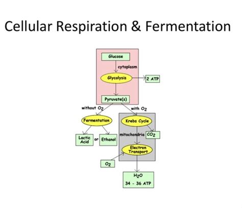 Cellular Respiration Fermentation Flashcards Quizlet