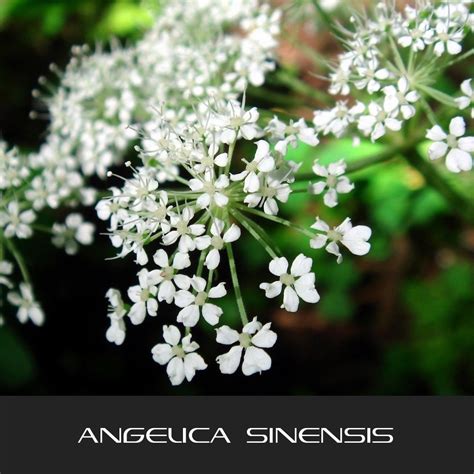 Angelica Sinensis The Interstellar Plan Interstellar Blends