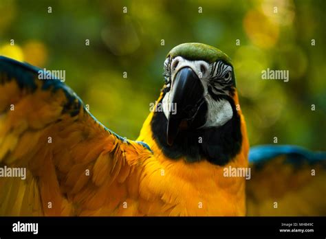 Botanical Garden Blue-and-yellow macaw spreading wings in forest ...