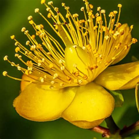 MILLEPERTUIS Propriétés Bienfaits Posologie Effets MR GINSENG