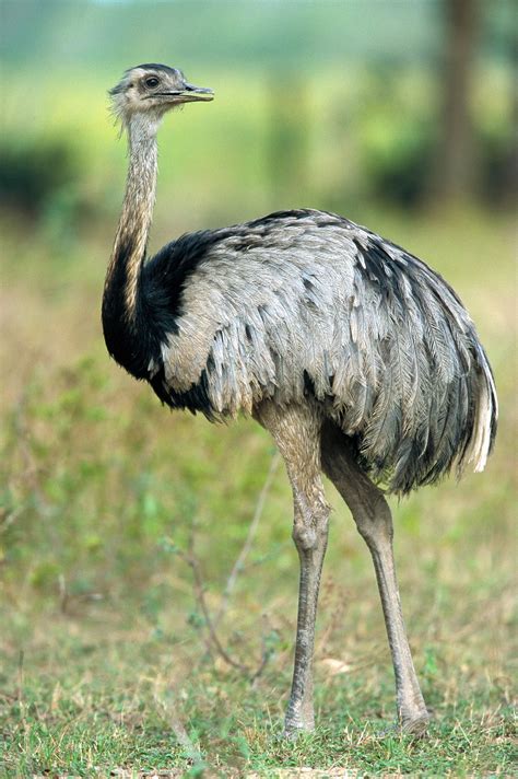 Rheas Are The Largest Bird In South America Wild Animals Pictures