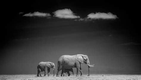 The beauty of Amboseli wildlife. - Minimalist Photography Awards