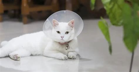 9 Most Notable Female Cat Behavior After Spaying