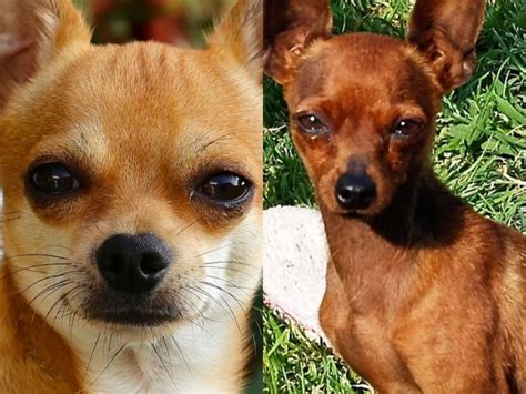 Diferen As Entre Pinscher E Chihuahua Braincp