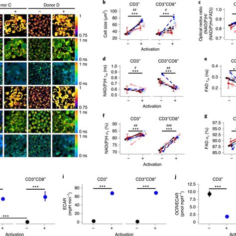 Nadph And Fad Autofluorescence Imaging Revealed Metabolic Differences