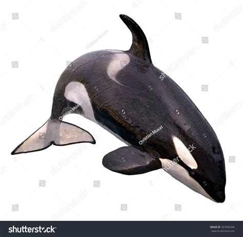 109 Killer whale eye Stock Photos, Images & Photography | Shutterstock