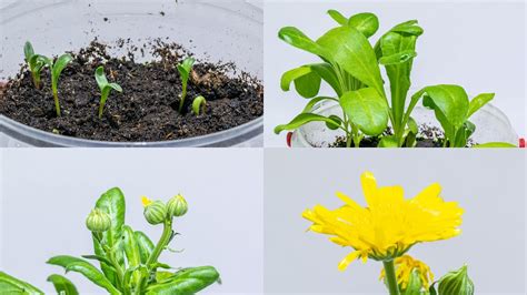 Marigold Seed Germination Time Lapse