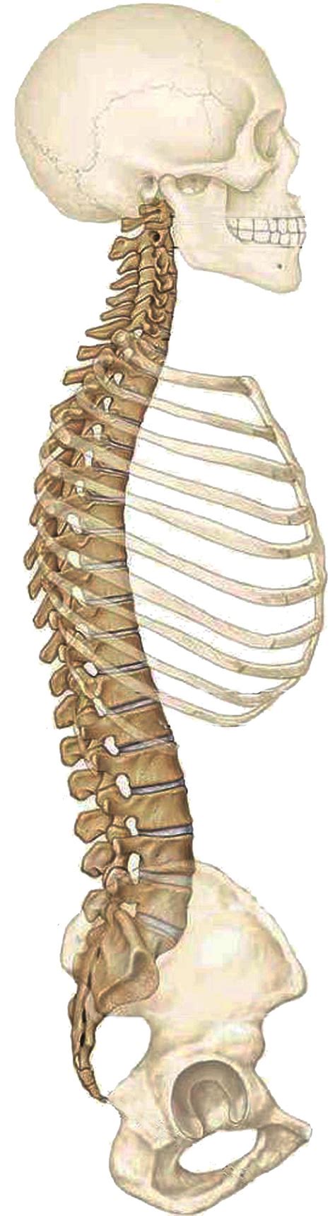 Human Back Bones Anatomy : Anatomy of human bony system, human skeletal ...