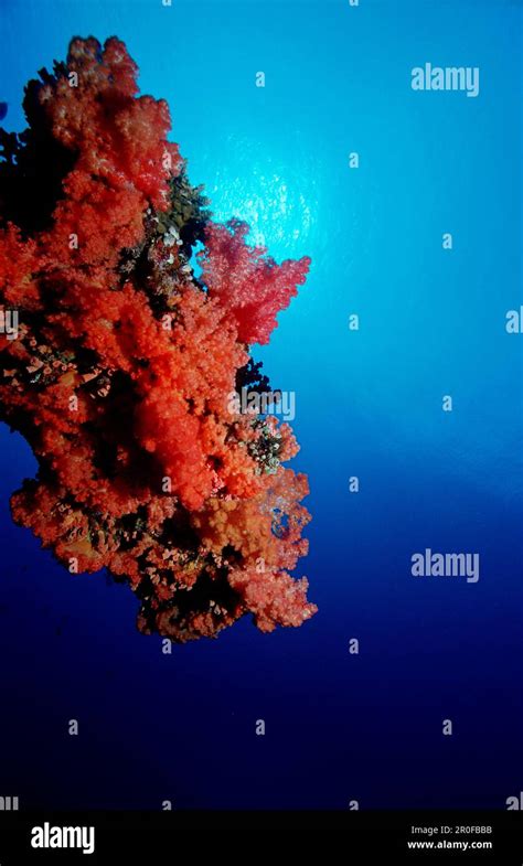 coral reef, Maldives Islands, Indian ocean, Ari Atol, Atoll Stock Photo ...