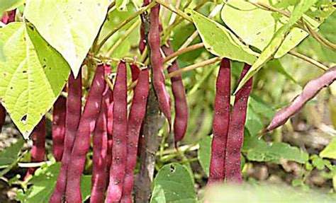 Lluvia empieza a dañar cultivos de frijoles Proceso Digital