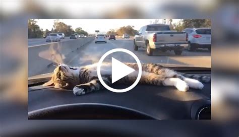 Dashboard Cat Knows What Sunny Days Are For Cats Cat  Animals