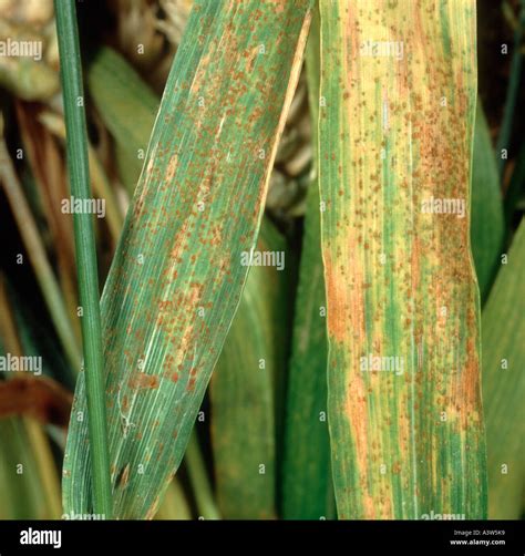 Wheat Leaf Or Brown Rust Puccinia Triticina Recondita Infection On