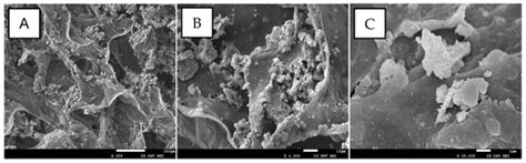 Catalysts Free Full Text Immobilization Of Lipases On Magnetic